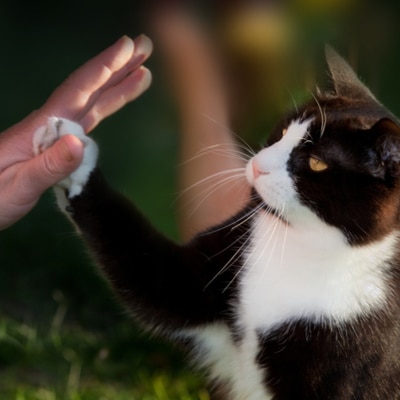 5 Things Every Cat Parent Should Know