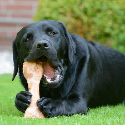 Can you feed your dog bones?