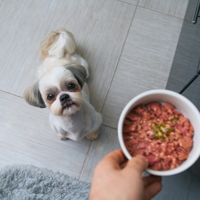5 Common Foods to NEVER feed your dog