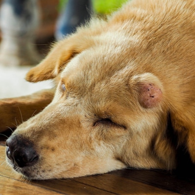 What is this lump on my dog?