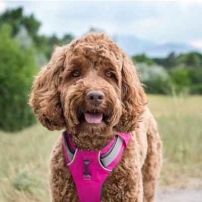 Ever wonder why your older dog has cloudy eyes?