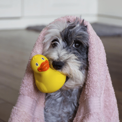 Dog Baths: Your questions answered!