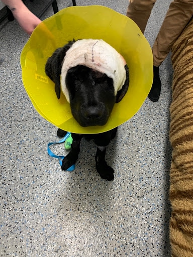 Maggie Mid-Treatment.