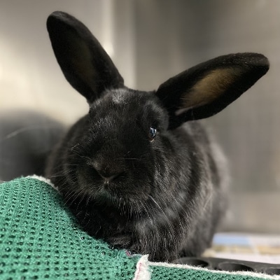 Dr Vicky’s Patient Pick: Obi