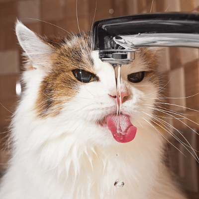 One Rule to Save on Cat Vet Bills