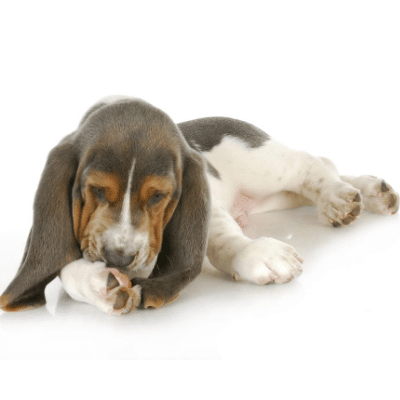 Is your dog a foot chewer?