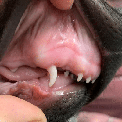 pet baby teeth