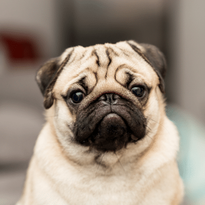 5 Things Every Parent of Pug-Faced Breeds Should Know