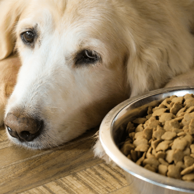 Tips to get fussy pets to eat their food