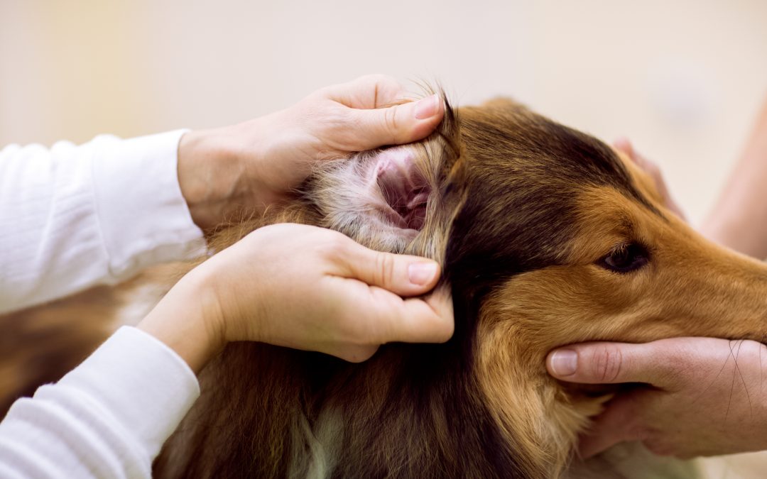 Do I need to clean my dog’s ears?